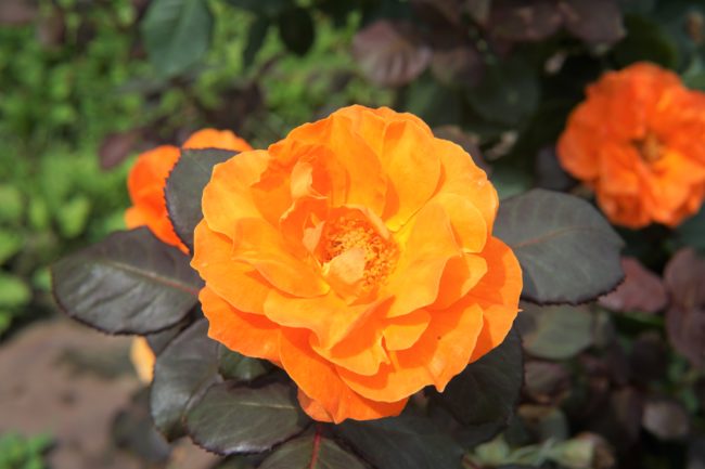 オレンジのバラ