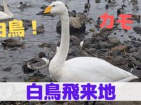 白鳥飛来地