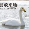 白鳥飛来地