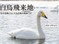 白鳥飛来地