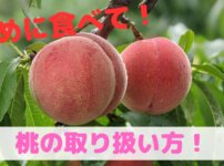 桃の取り扱い方