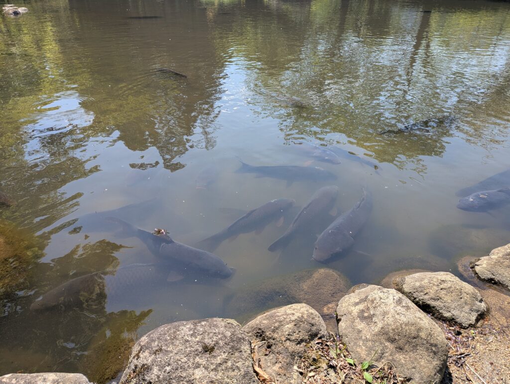 巨石公園の鯉