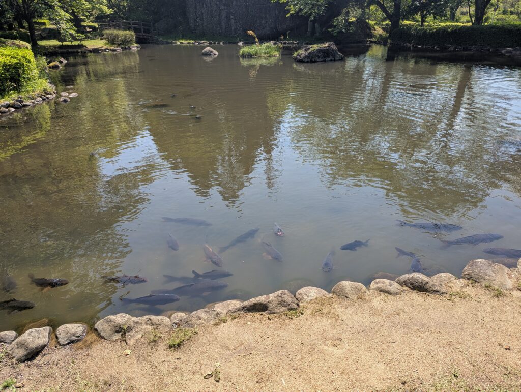 巨石広場の鯉