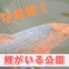 錦鯉