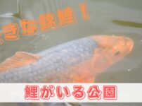 錦鯉