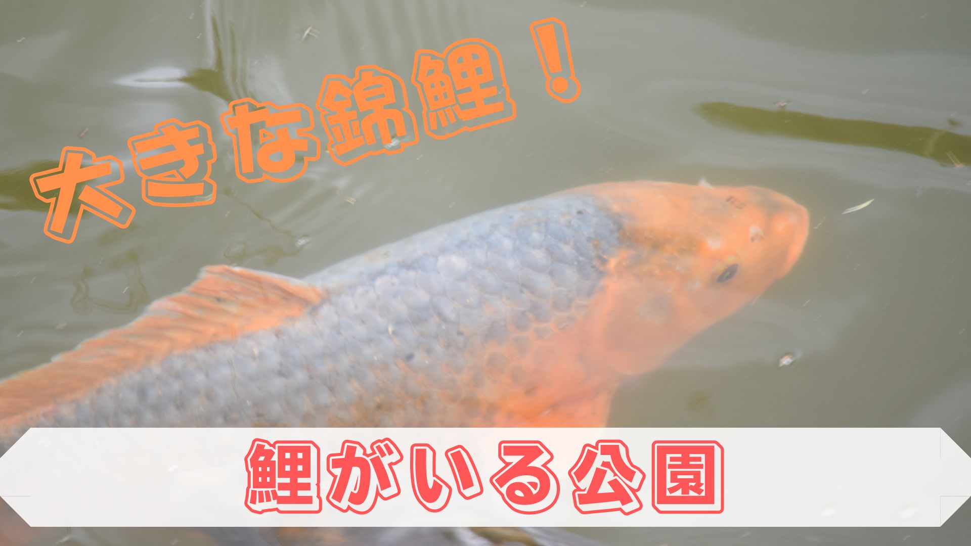 錦鯉
