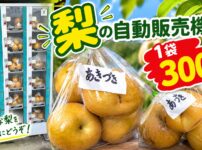 梨の自動販売機